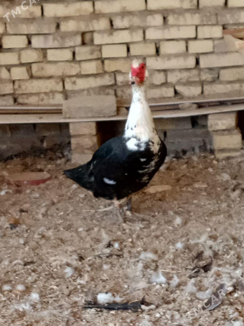 ordek - Векильбазар - img 3