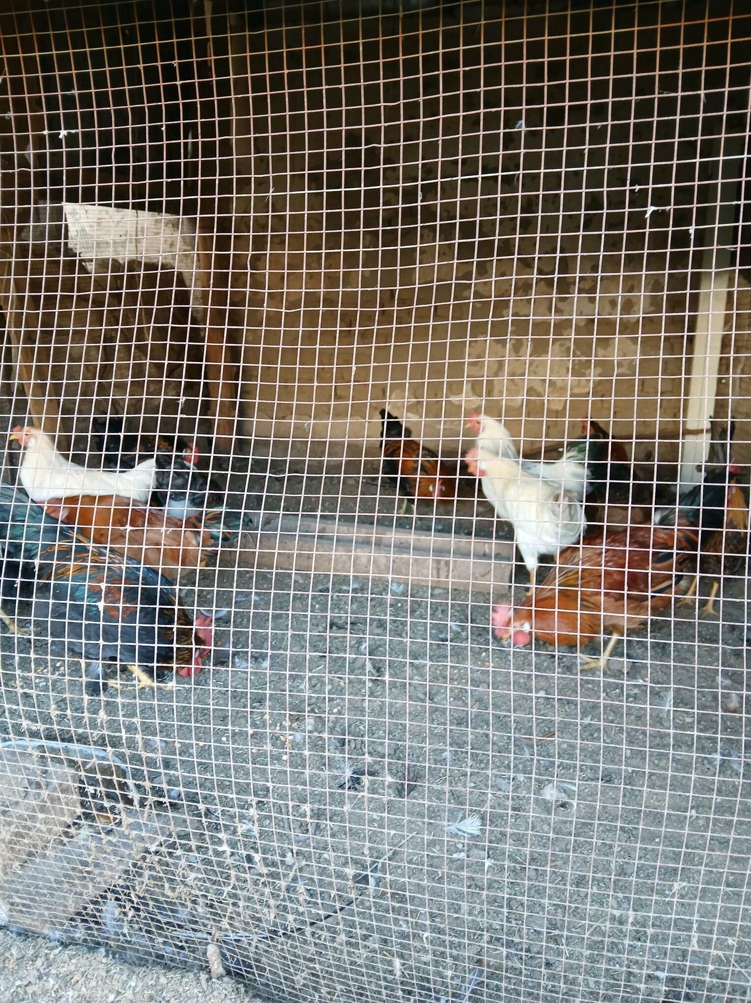 Horaz - Мары - img 1