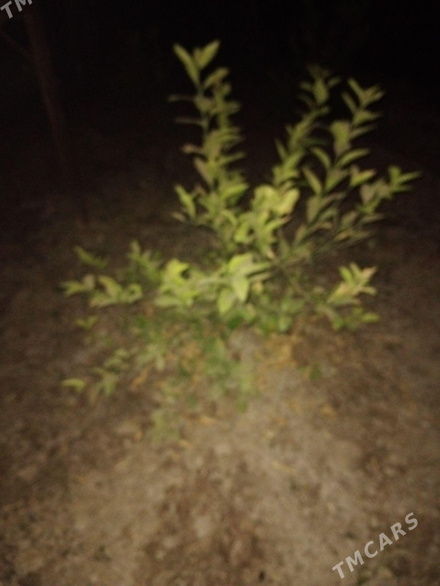Limon - Çärjew - img 2