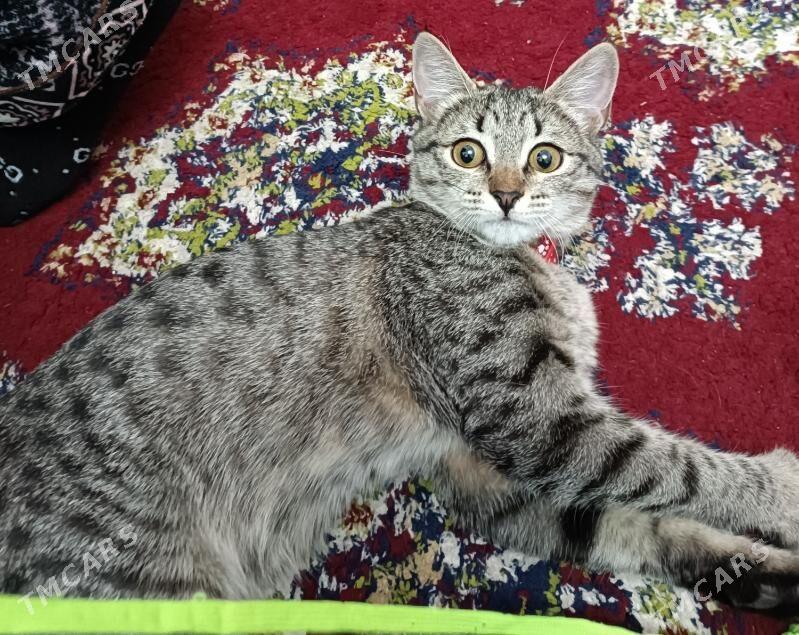 котенок - Ашхабад - img 2
