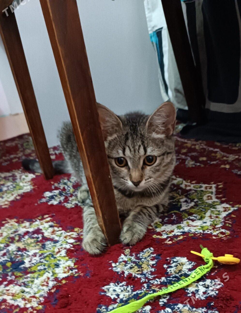 котенок - Ашхабад - img 1