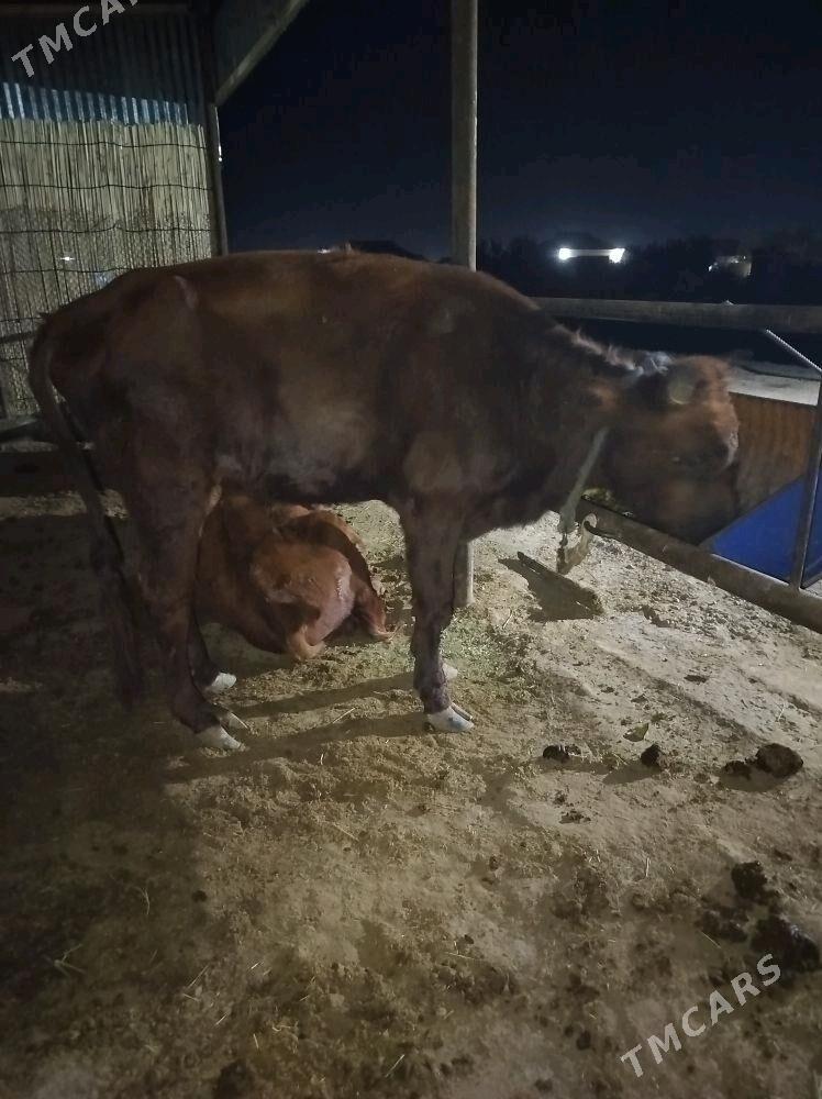 okuz - Sakarçäge - img 3