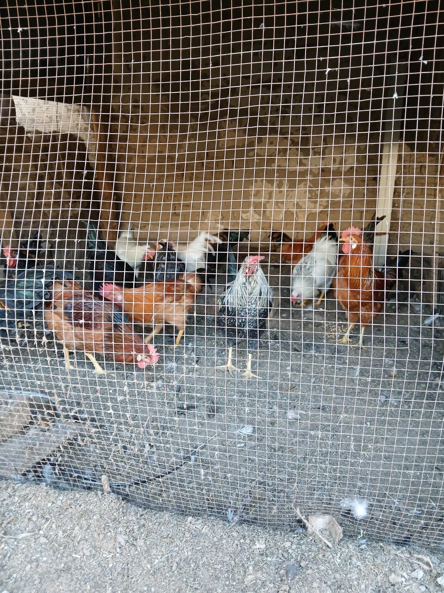 Horaz - Мары - img 2