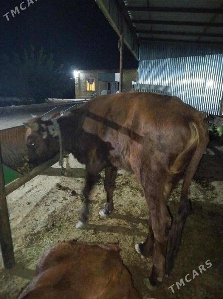 okuz - Sakarçäge - img 2