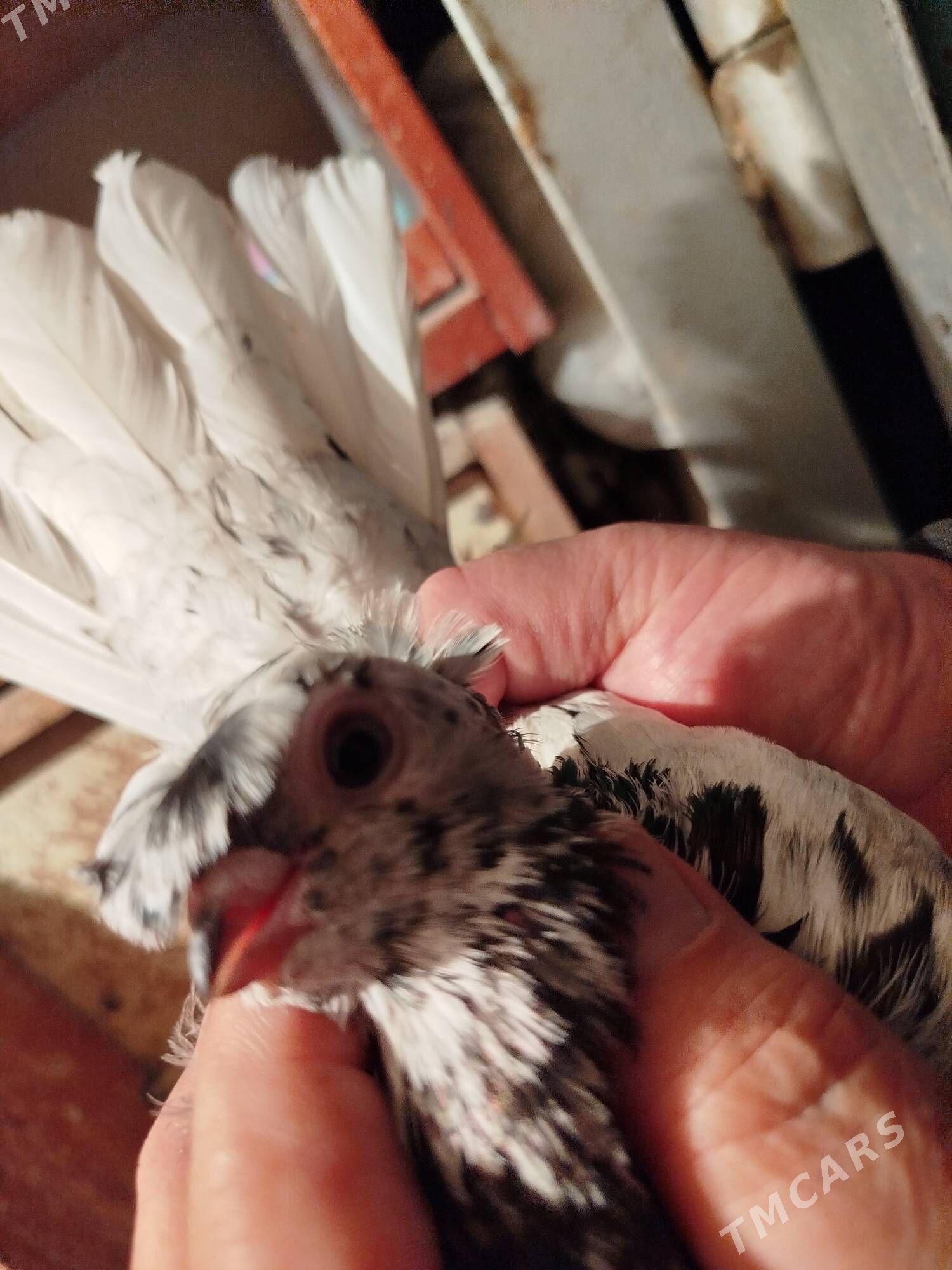 kepderi - Мары - img 3