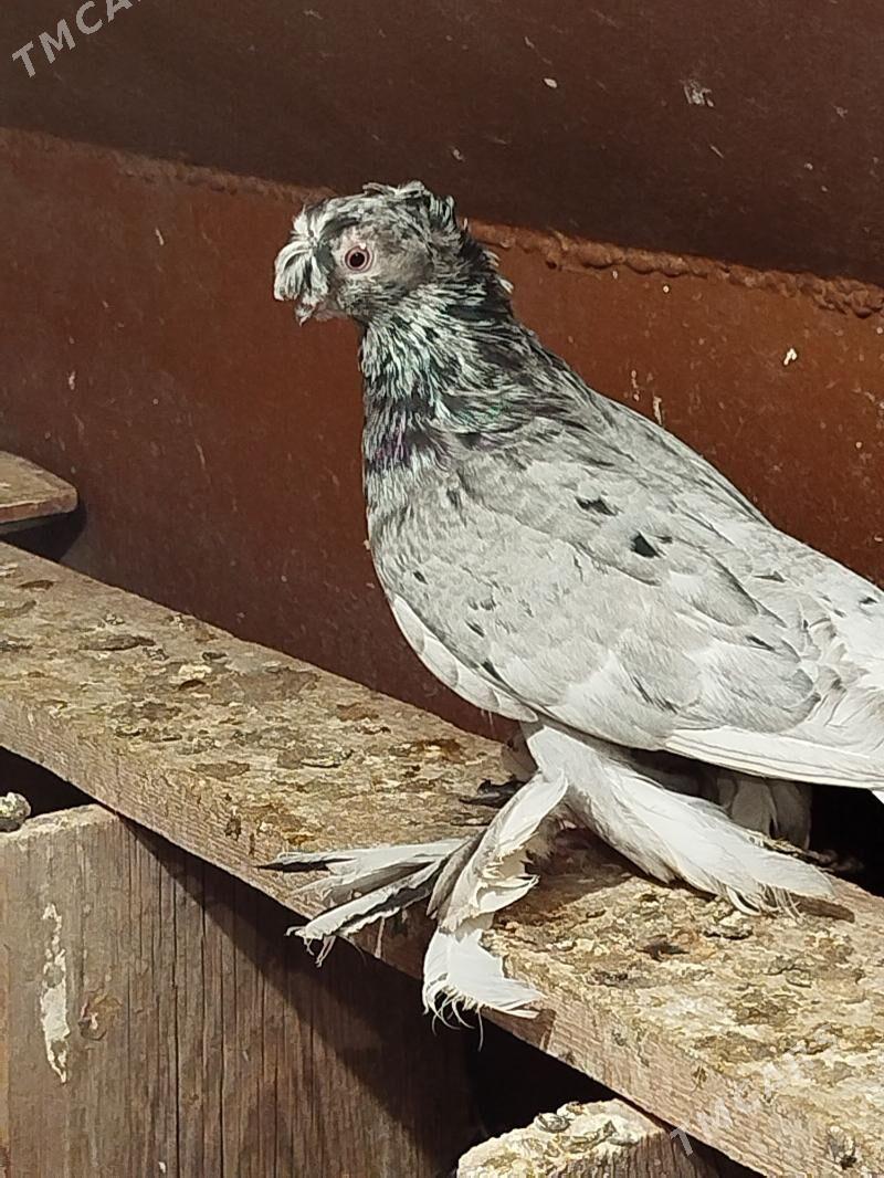 kepderi - Мары - img 9