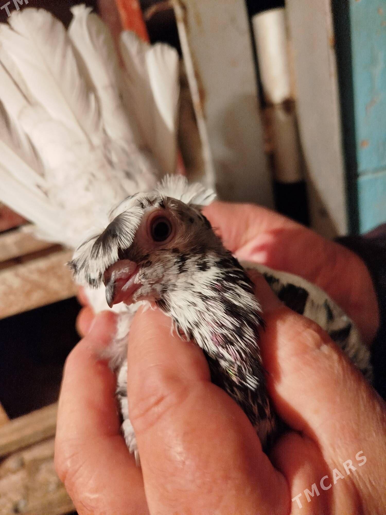 kepderi - Мары - img 4