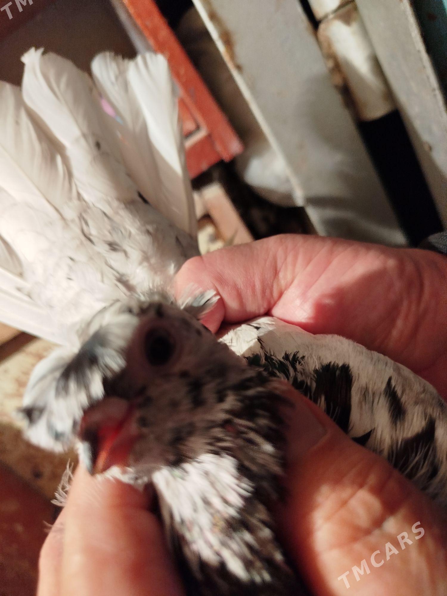 kepderi - Мары - img 5