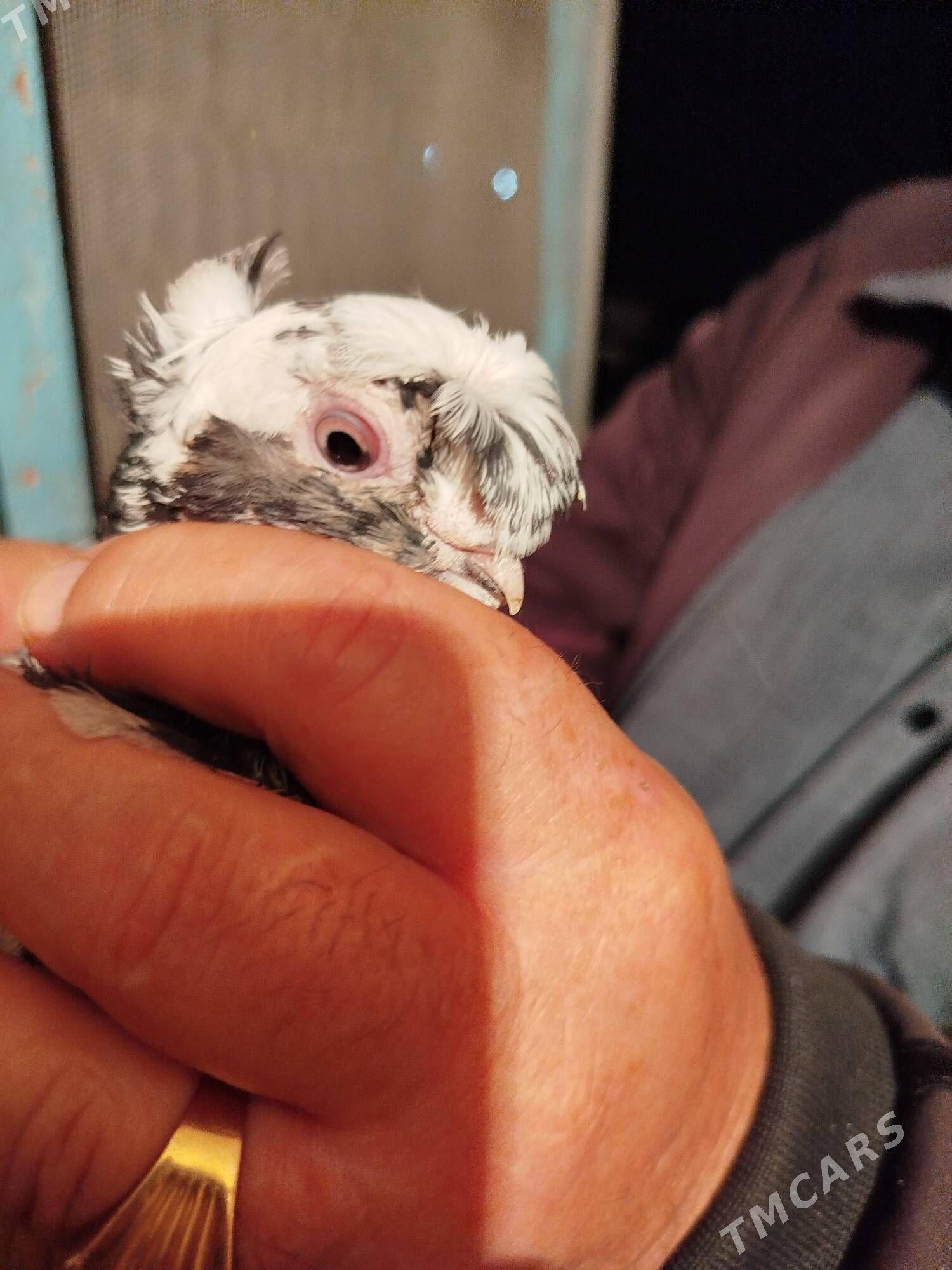 kepderi - Мары - img 2