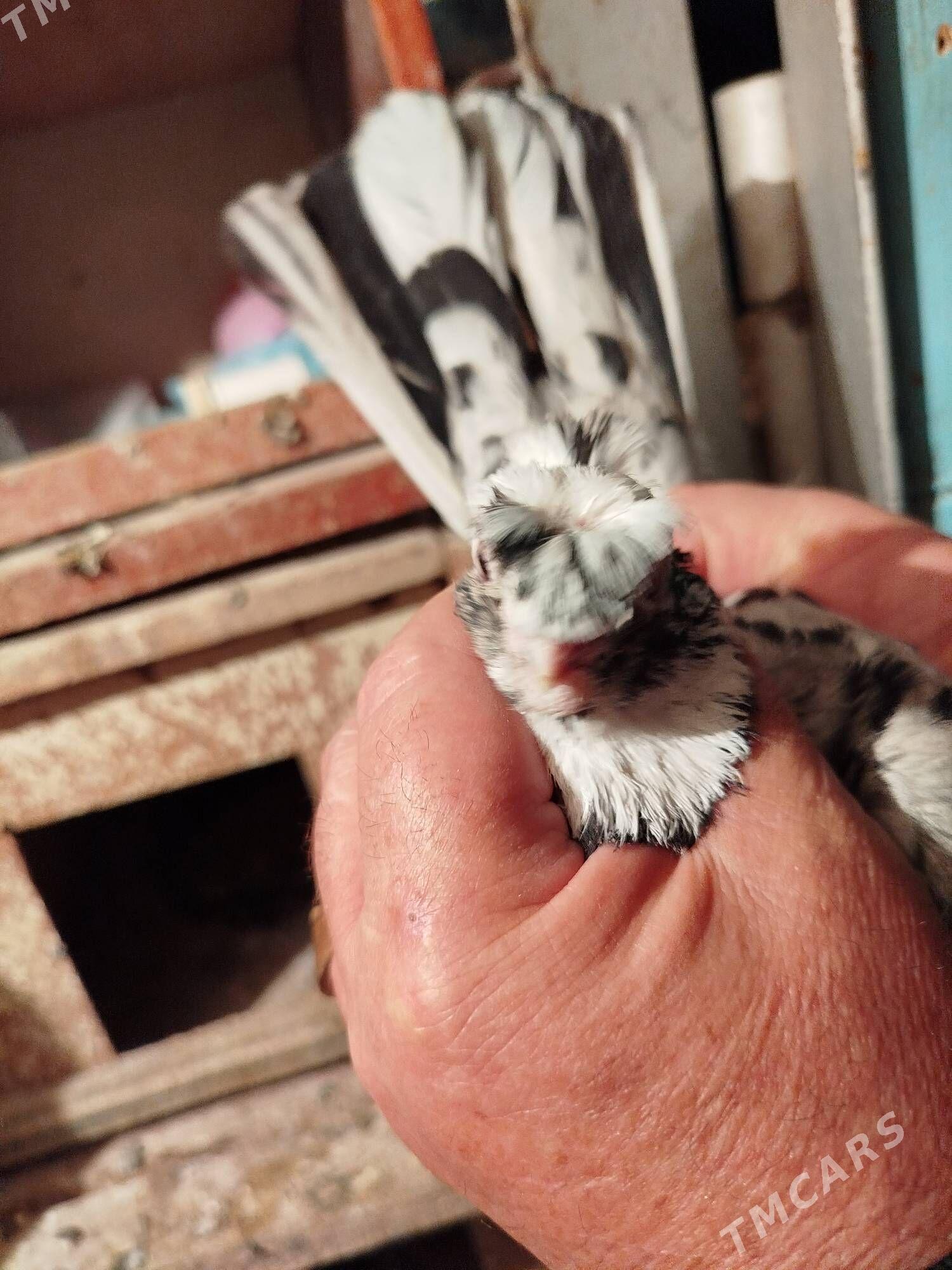 kepderi - Мары - img 6