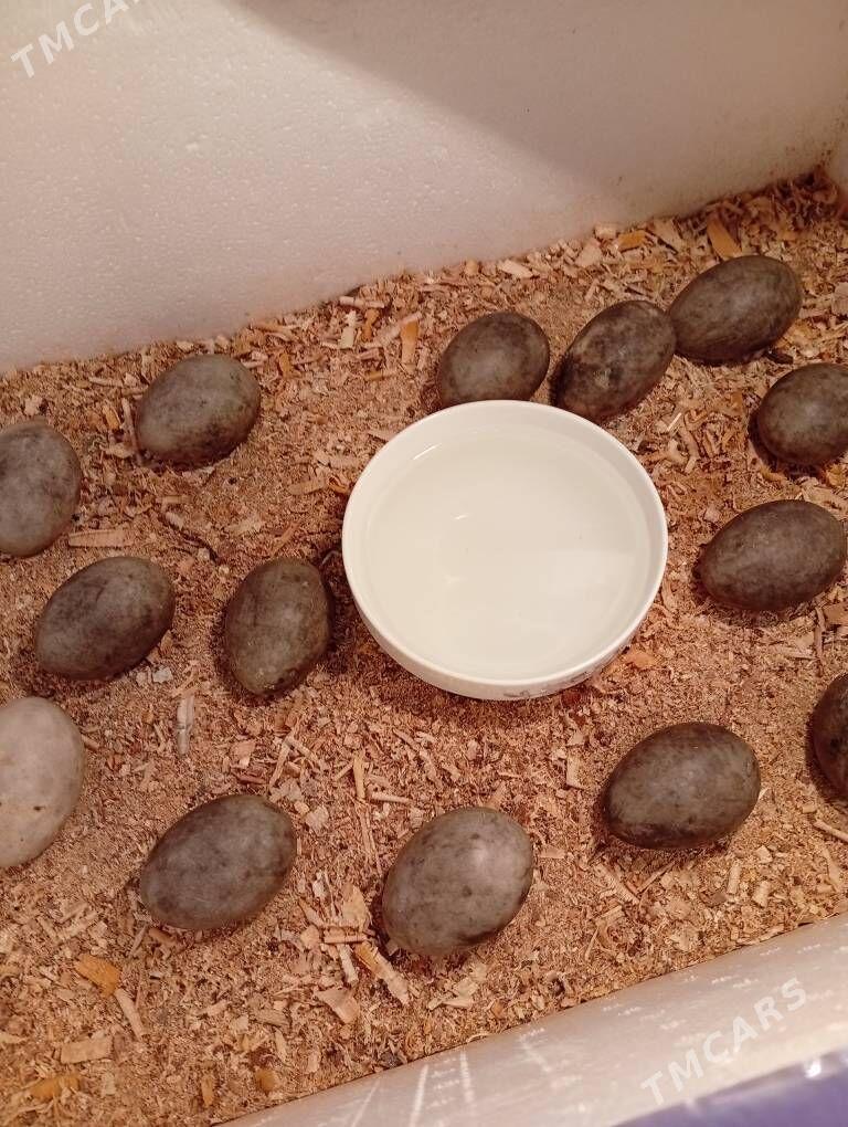 60 юмуртгалик енкибатор - Мары - img 4