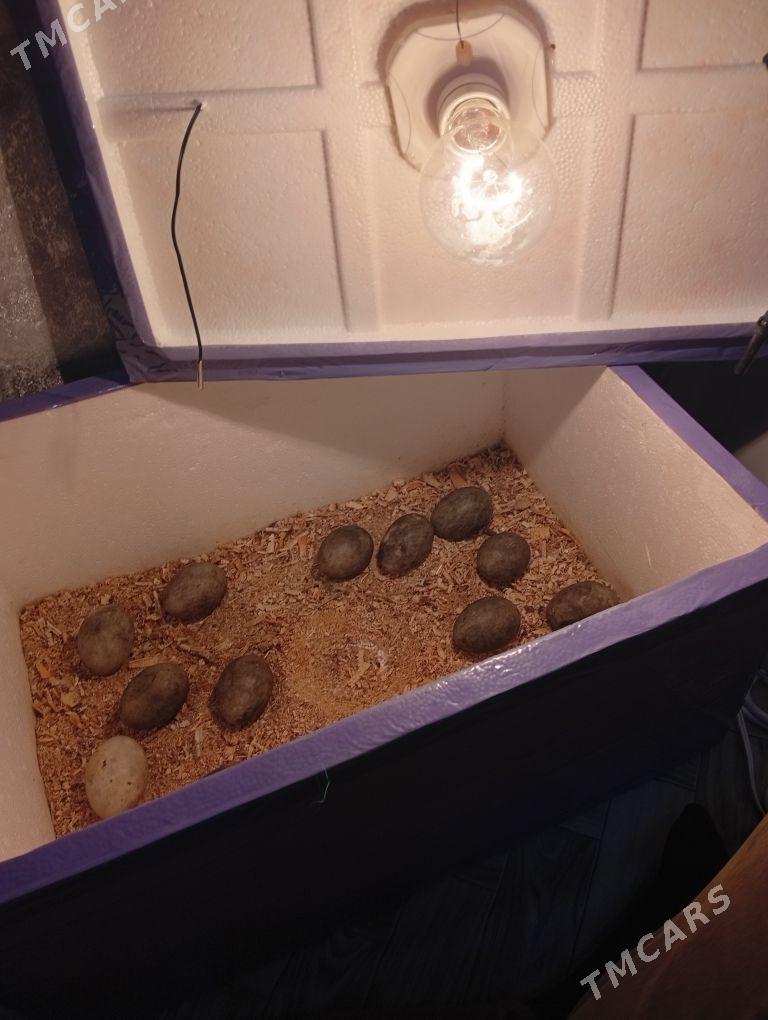 60 юмуртгалик енкибатор - Мары - img 5