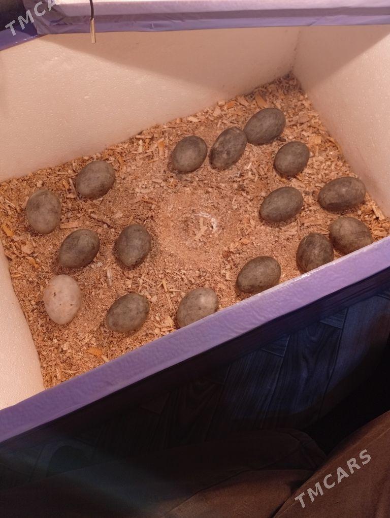 60 юмуртгалик енкибатор - Мары - img 6