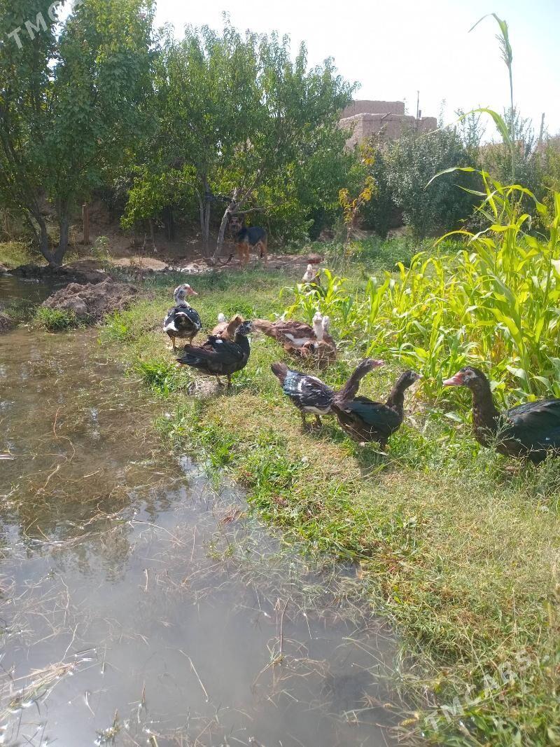 ордеклер - Фарап - img 2