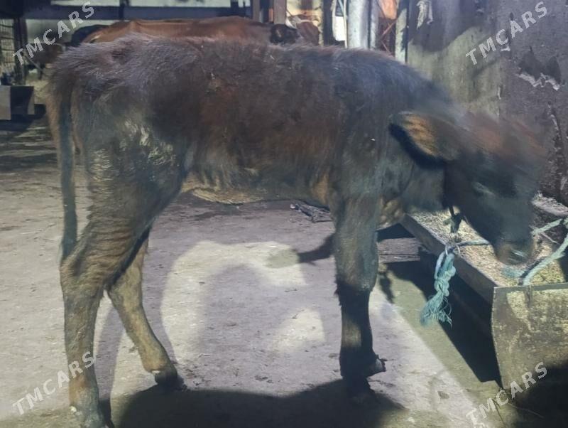 Гунажын - Туркменабат - img 3