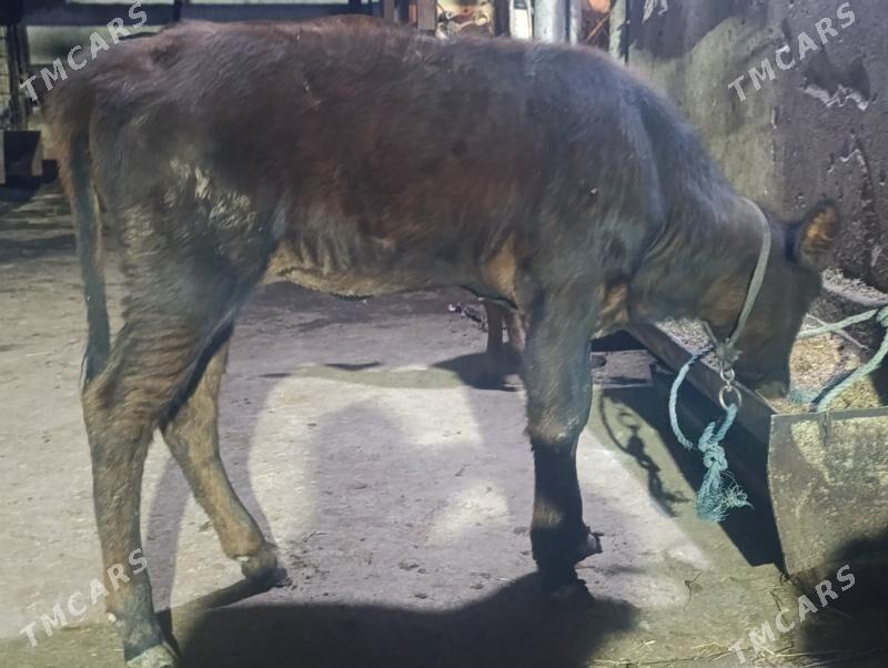 Гунажын - Туркменабат - img 2