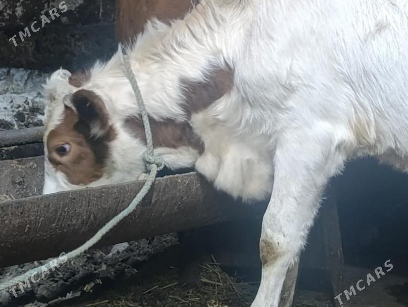 Сементалар - Туркменабат - img 1