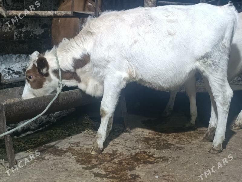 Сементалар - Туркменабат - img 4