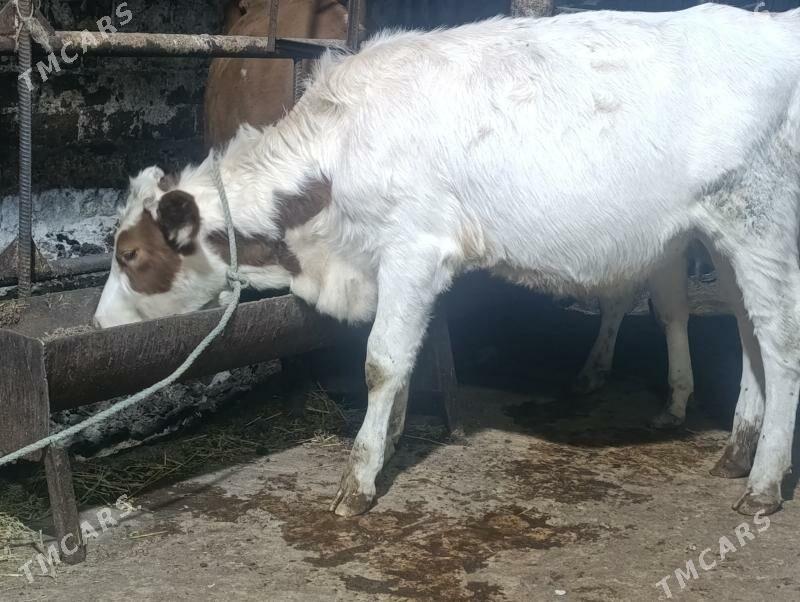 Сементалар - Туркменабат - img 5