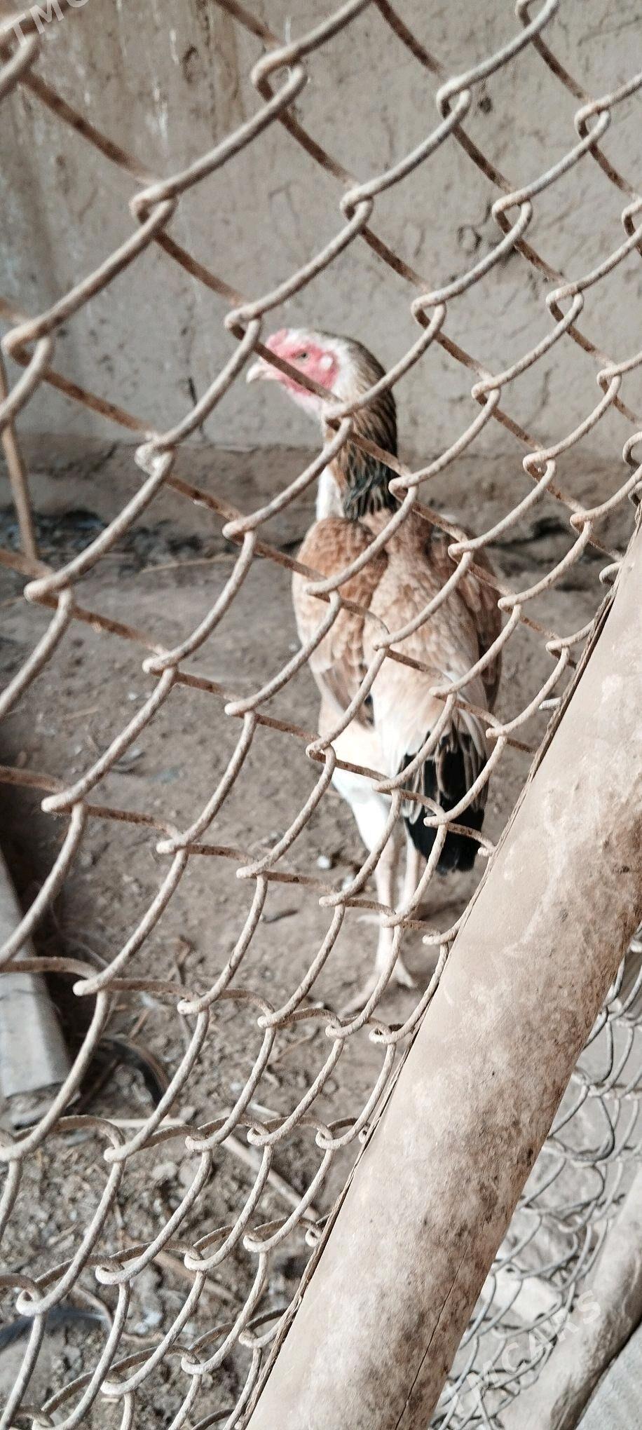 Paroda towuklar - Саят - img 3