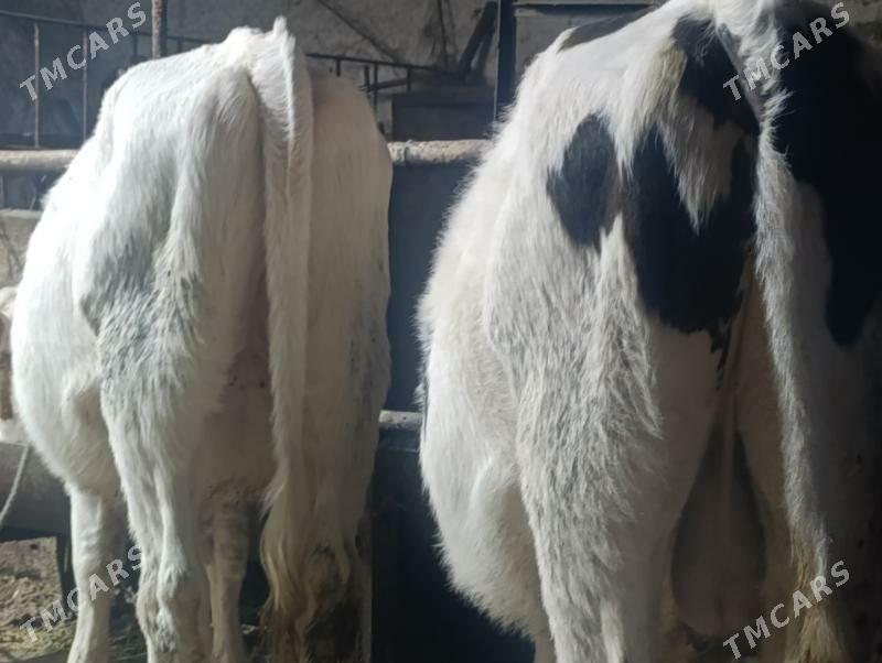 Сементалар - Туркменабат - img 6