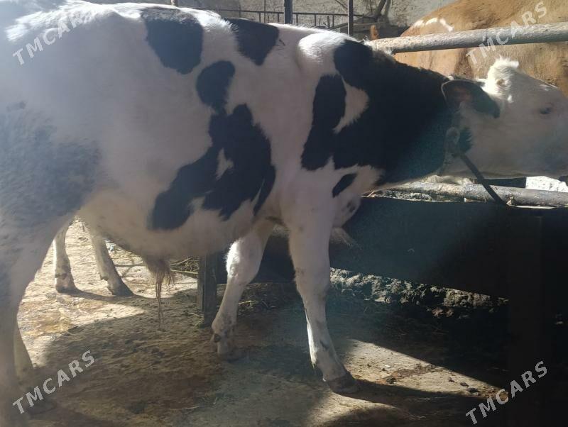 Сементалар - Туркменабат - img 2