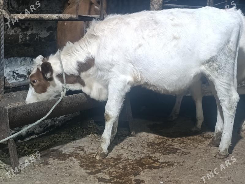 Сементалар - Туркменабат - img 7