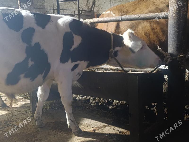 Сементалар - Туркменабат - img 3