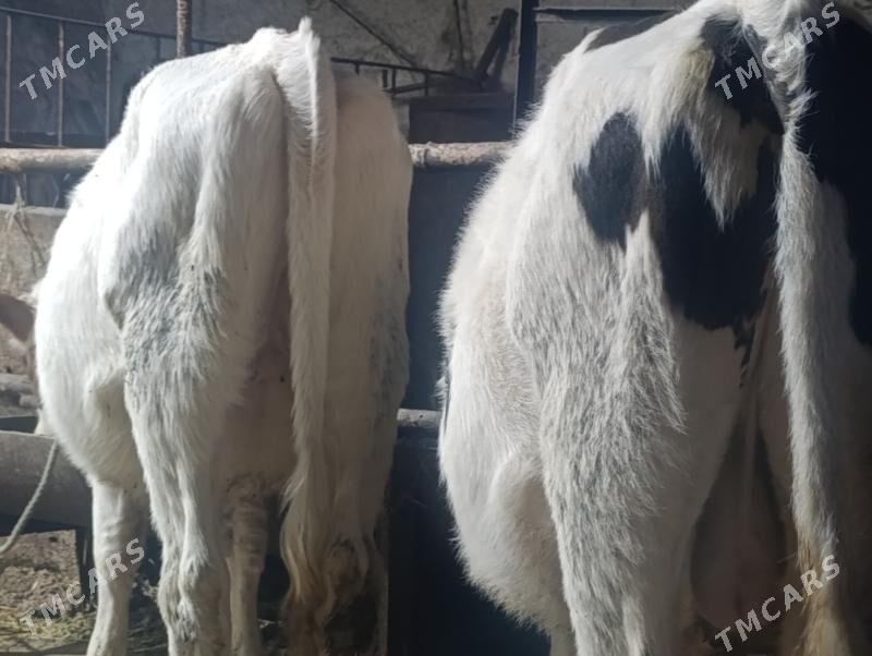 Сементалар - Туркменабат - img 8