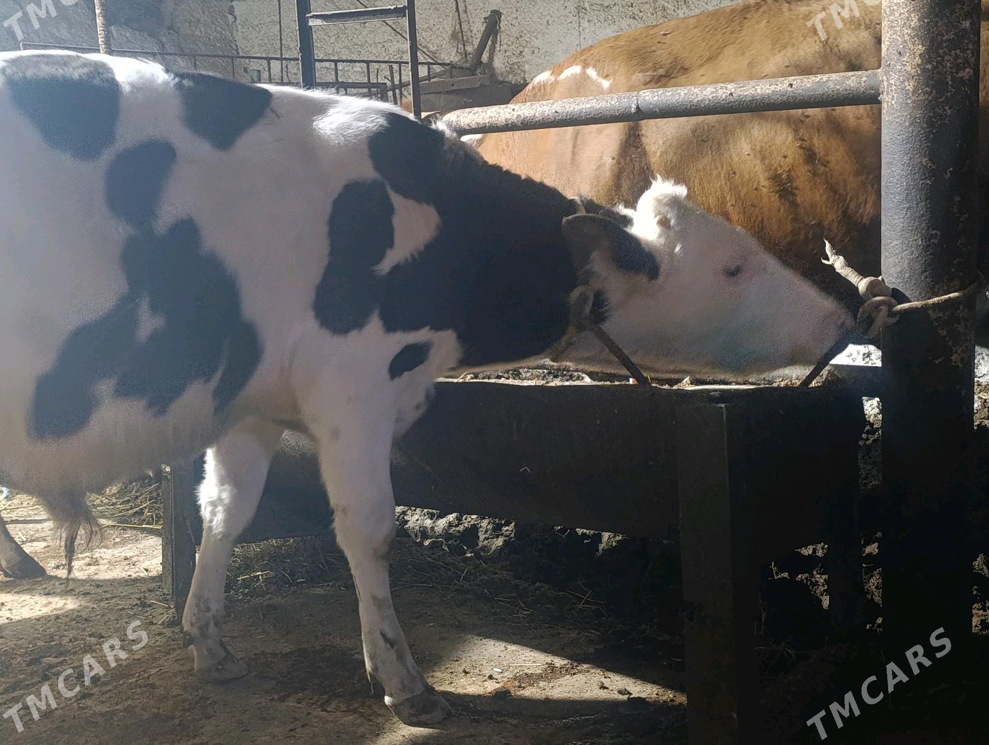 Сементалар - Туркменабат - img 9