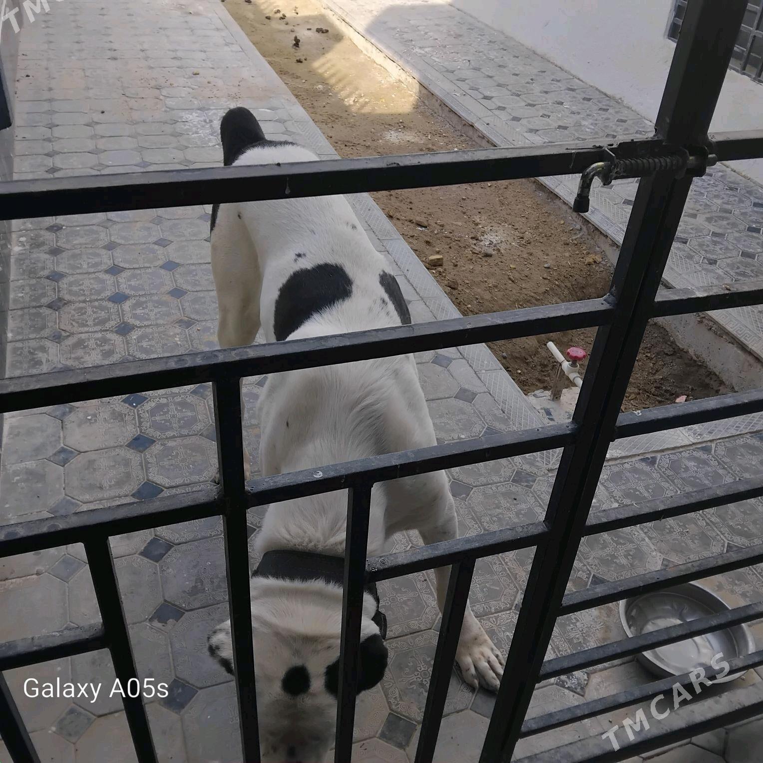 Tukmen allaway - Änew - img 3