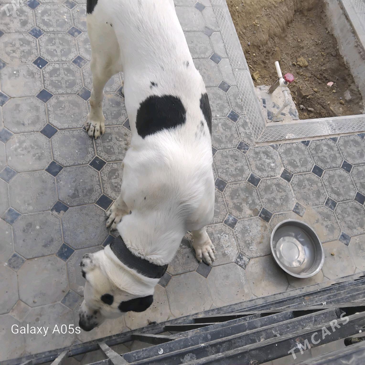 Tukmen allaway - Änew - img 5