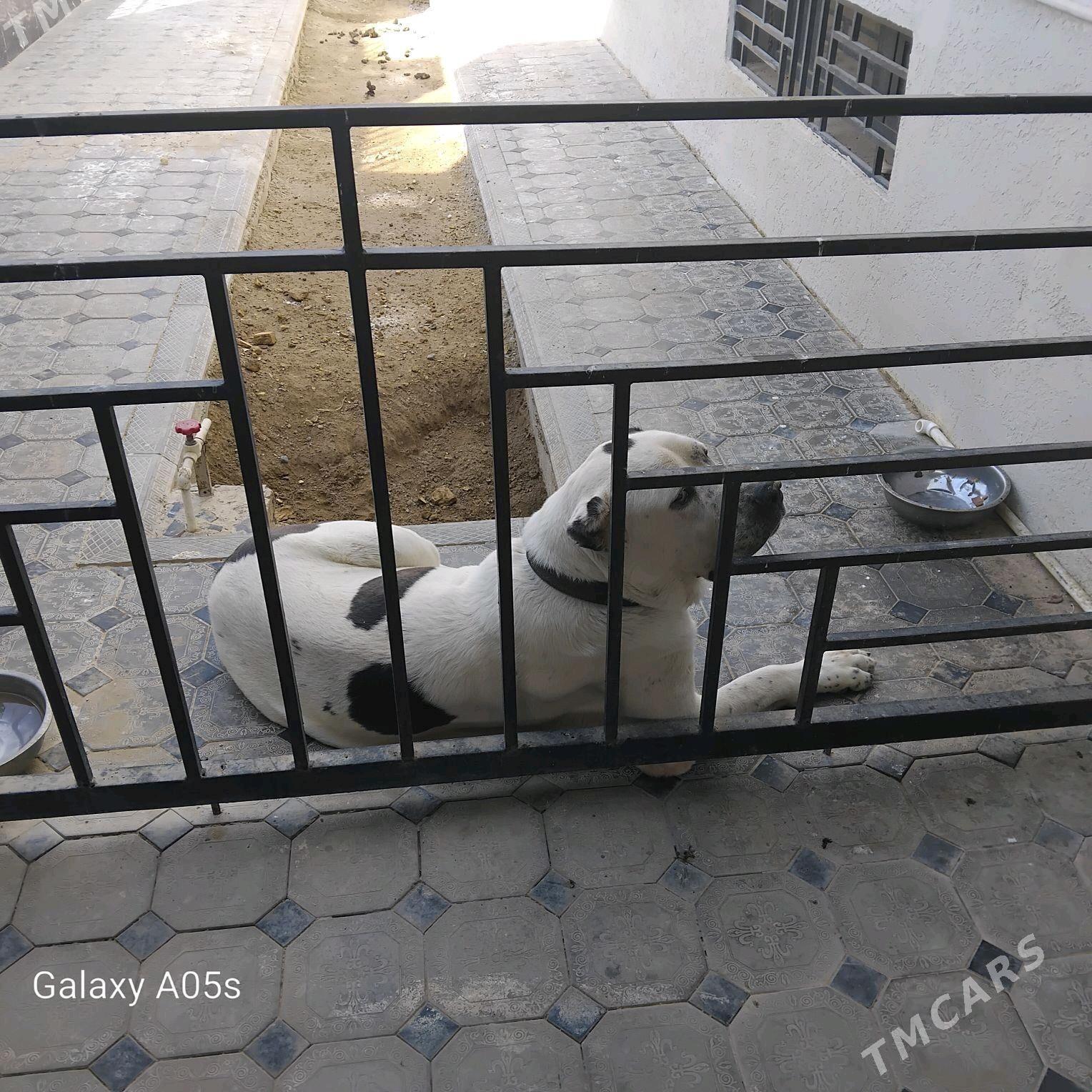 Tukmen allaway - Änew - img 4