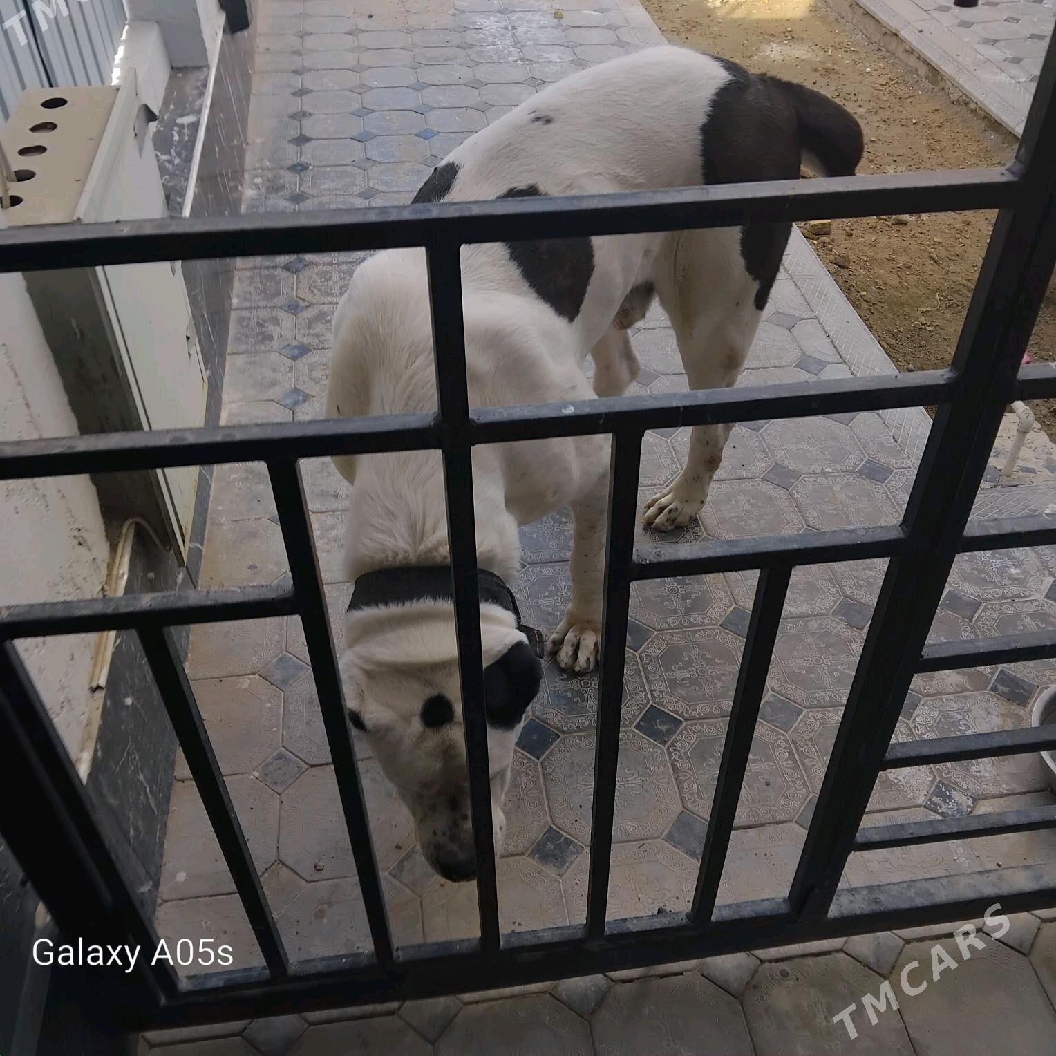 Tukmen allaway - Änew - img 2