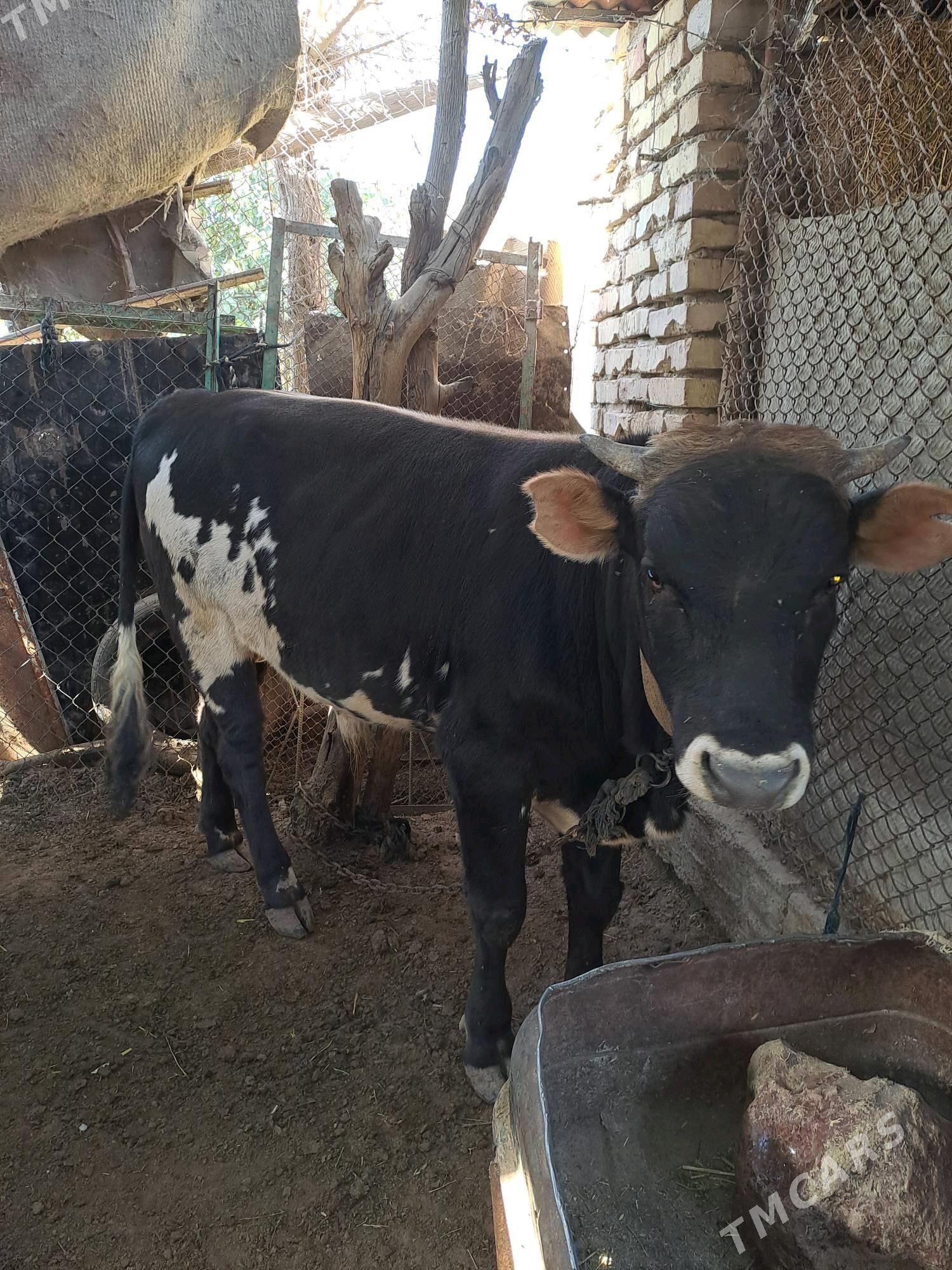 okuz - Теджен - img 3