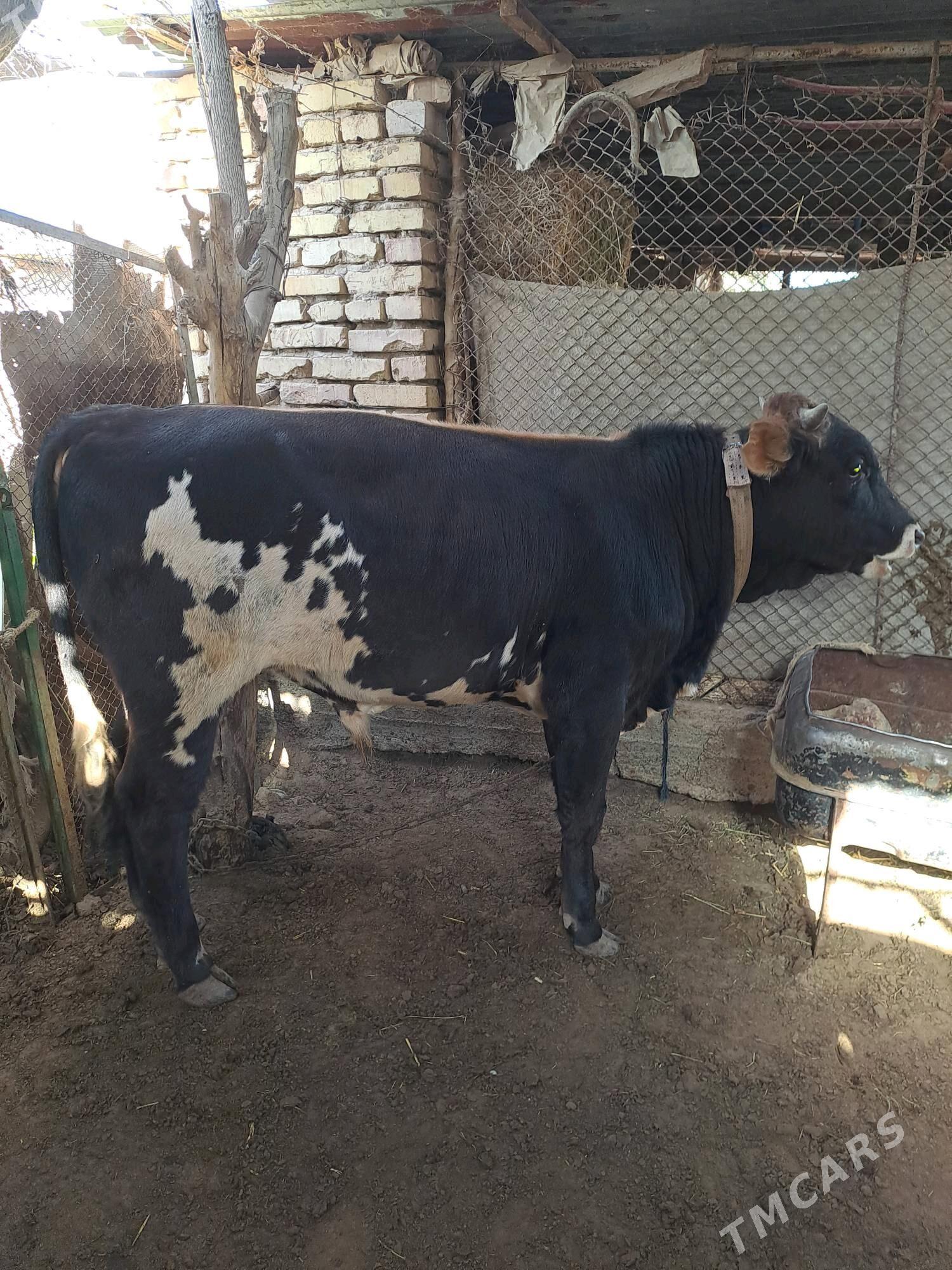 okuz - Теджен - img 2