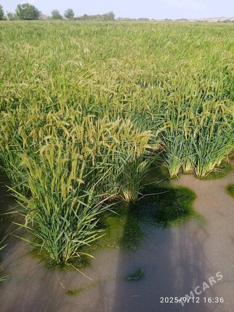 şali - Farap - img 1