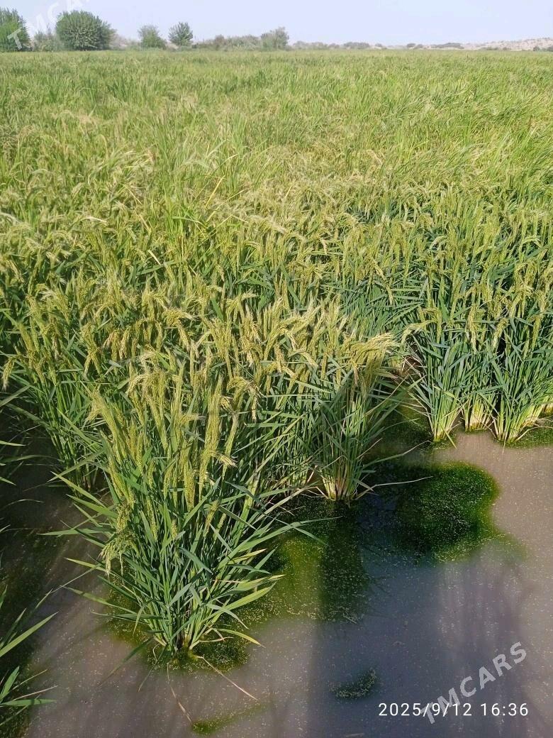 şali - Farap - img 2