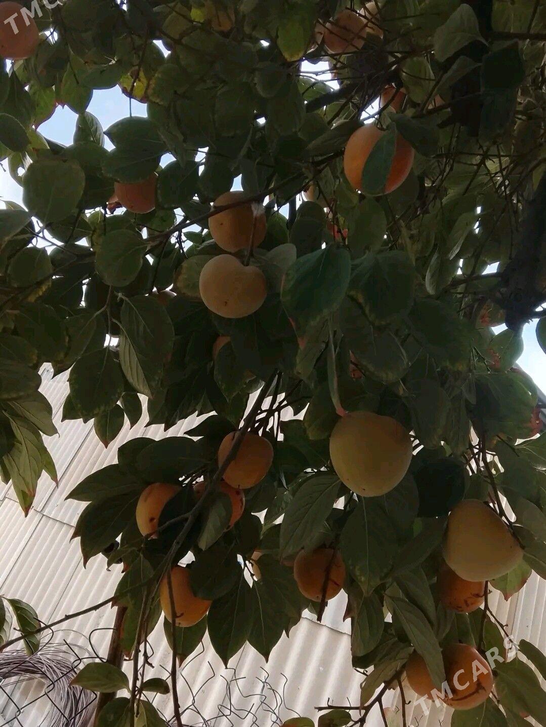 hurma - Багир - img 2