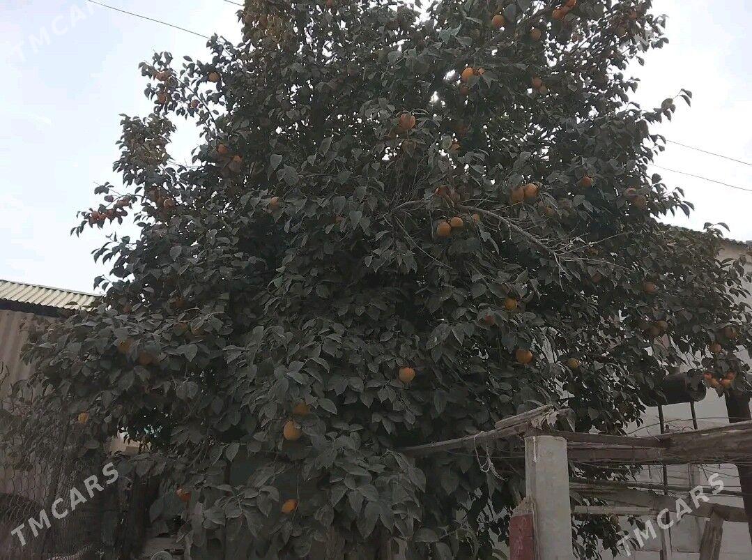 hurma - Багир - img 3