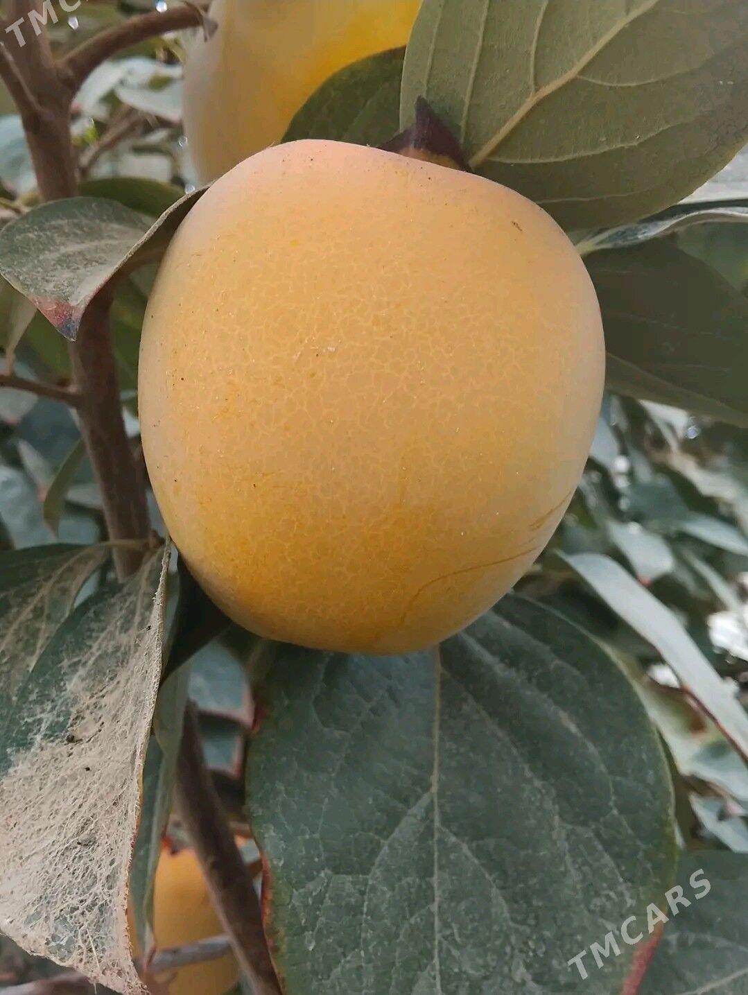 hurma - Багир - img 1