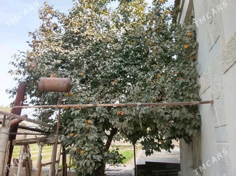 hurma - Багир - img 5