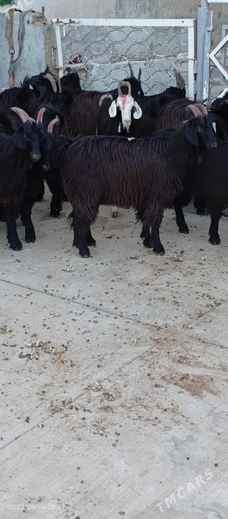 Geçiler - Garadamak - img 3