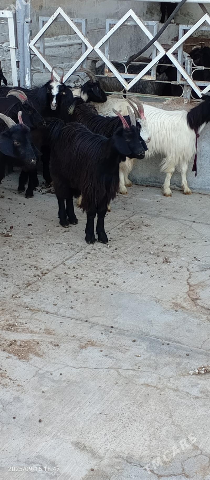 Geçiler - Garadamak - img 2