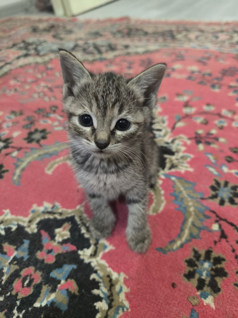 pishijekler kotenok - Анев - img 4