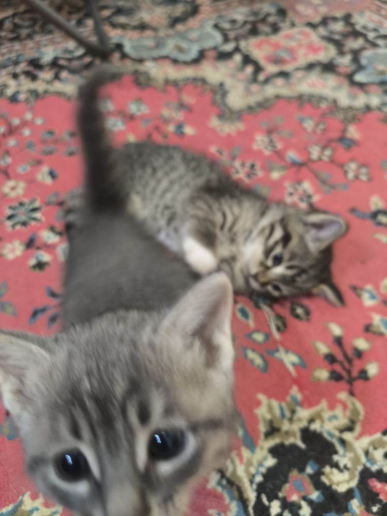 pishijekler kotenok - Анев - img 5