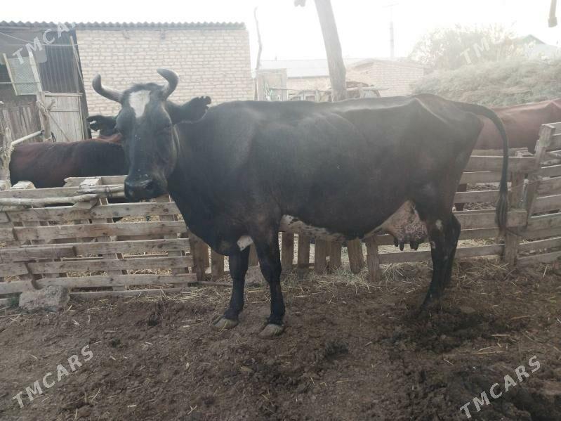 Göleli sygyr - Wekilbazar - img 1