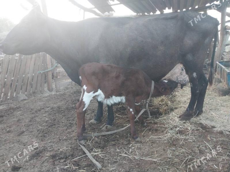 Göleli sygyr - Wekilbazar - img 4