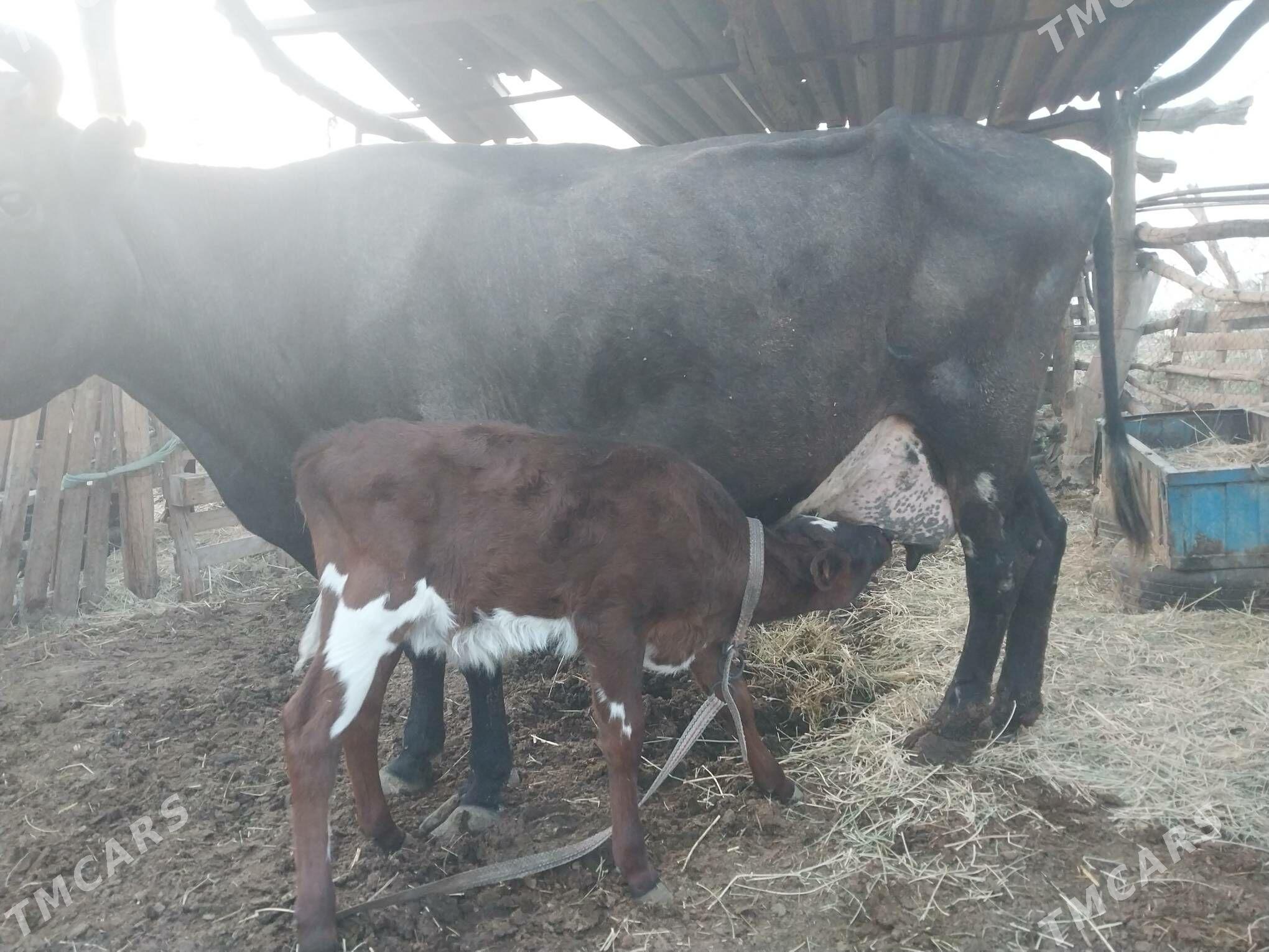 Göleli sygyr - Wekilbazar - img 3