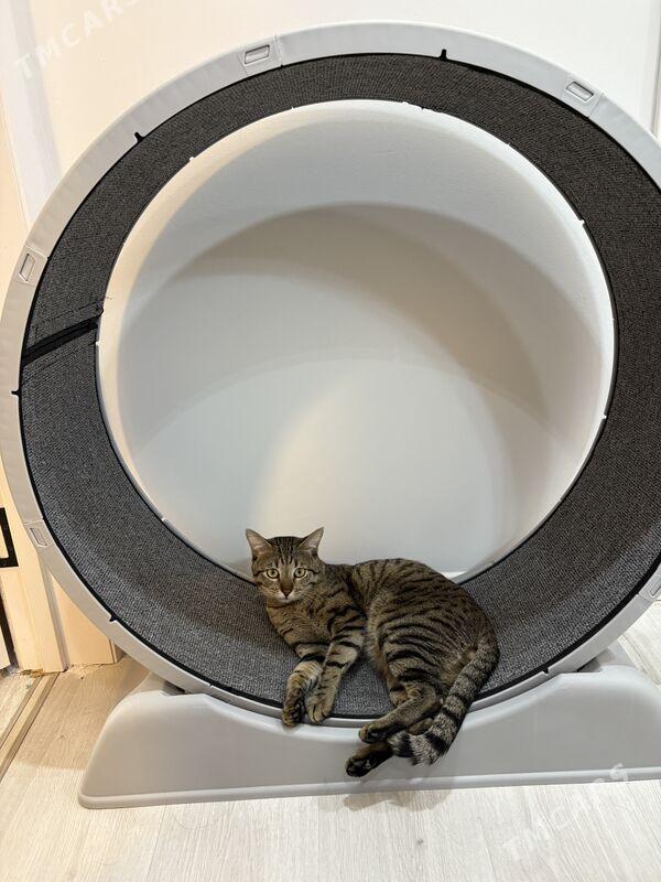 Беговая для кошек - Aşgabat - img 1